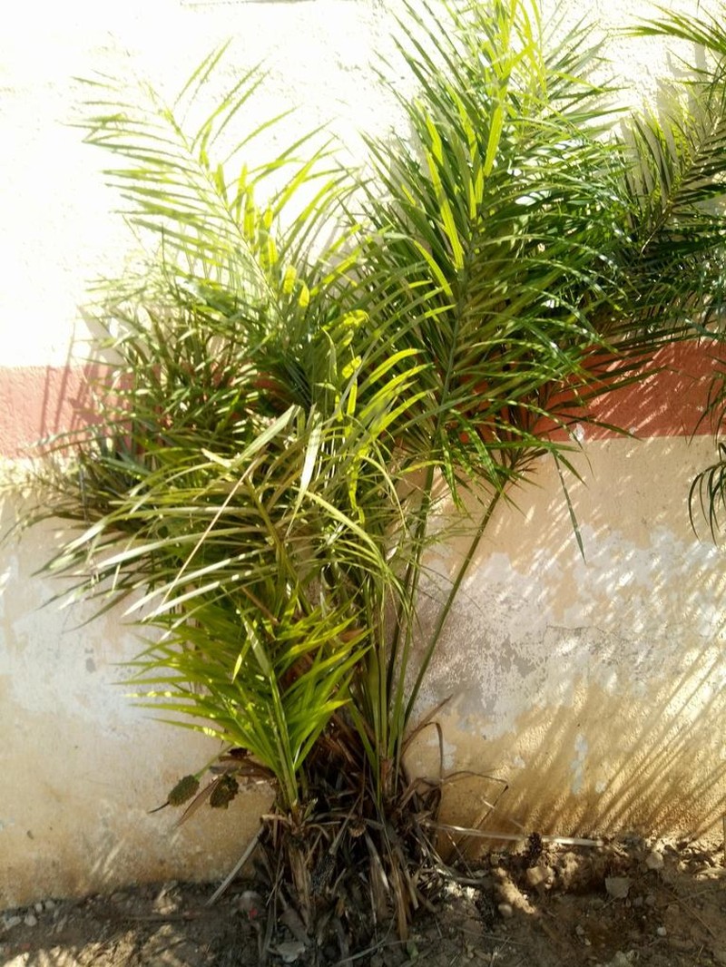 Allagoptera leucocalyx photo 4