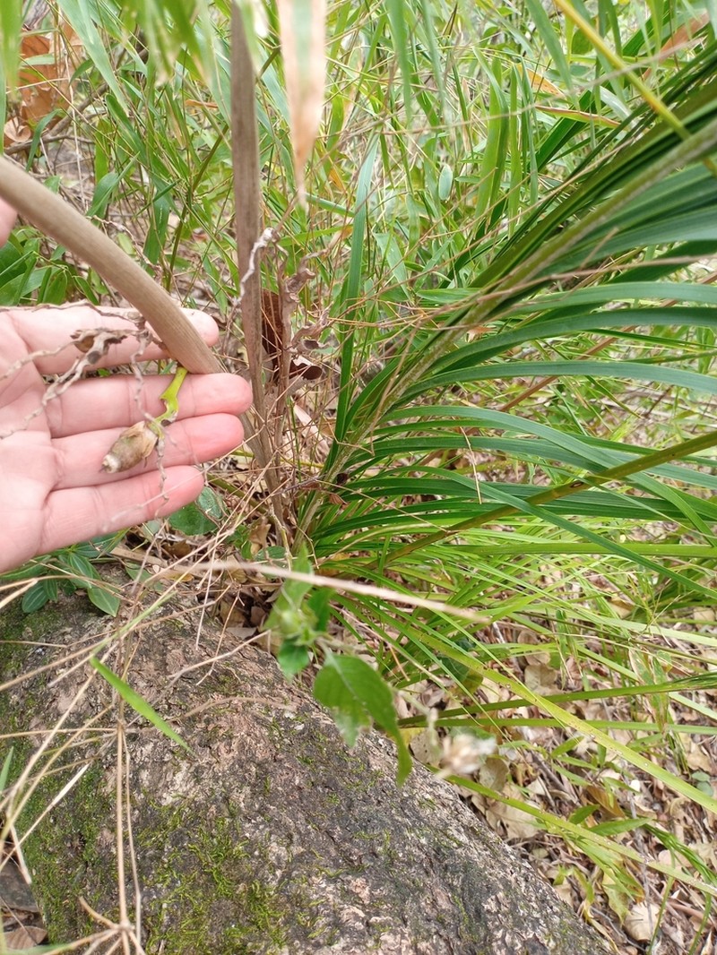 Allagoptera leucocalyx photo 5
