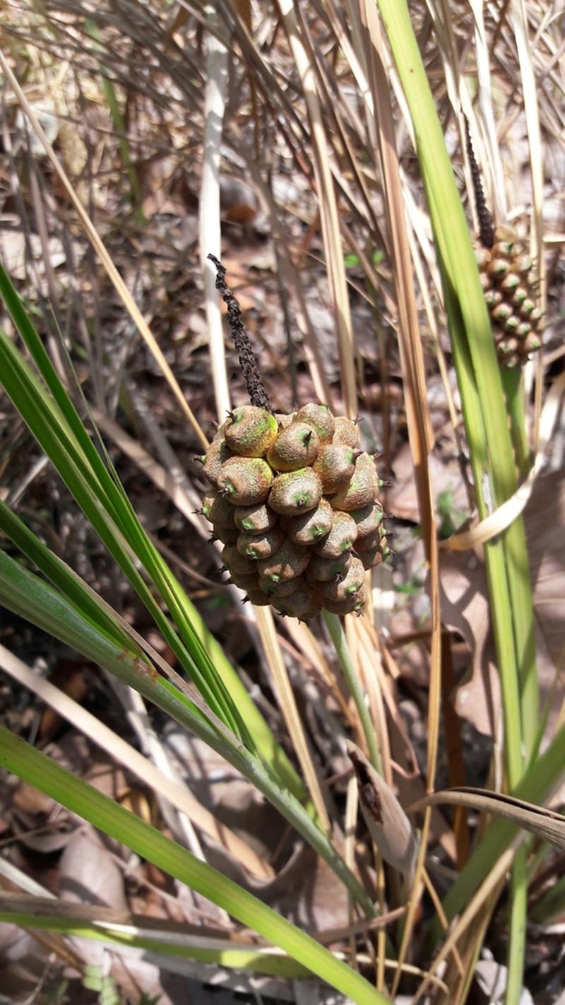 Allagoptera leucocalyx photo 6