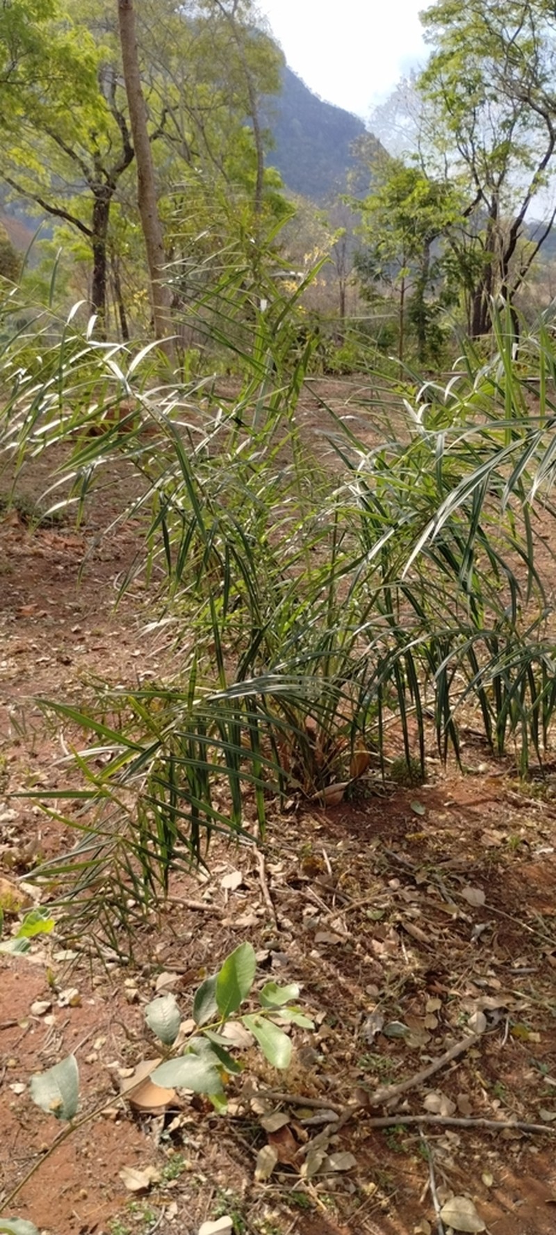 Allagoptera leucocalyx photo 7
