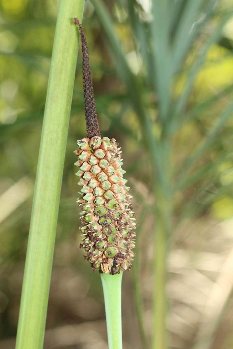 Allagoptera leucocalyx photo 8