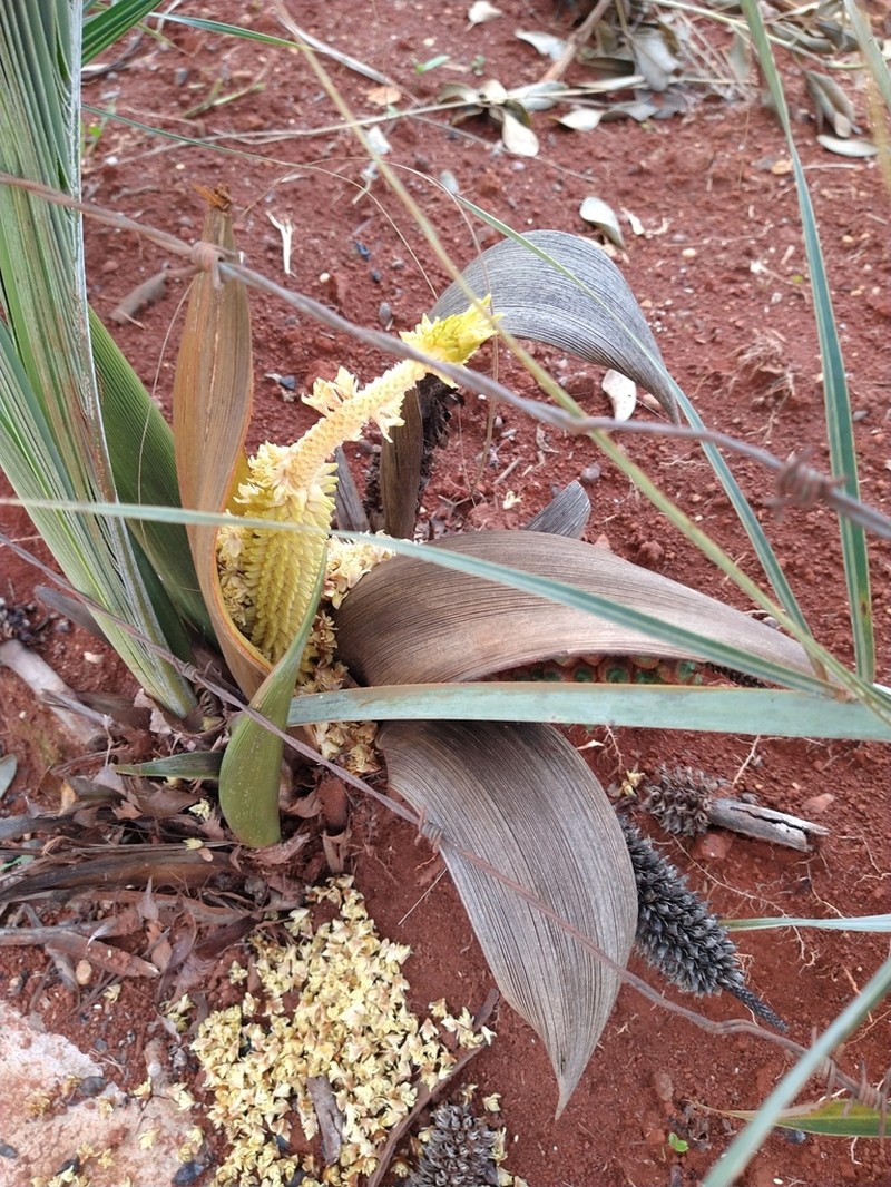 Allagoptera robusta photo 2