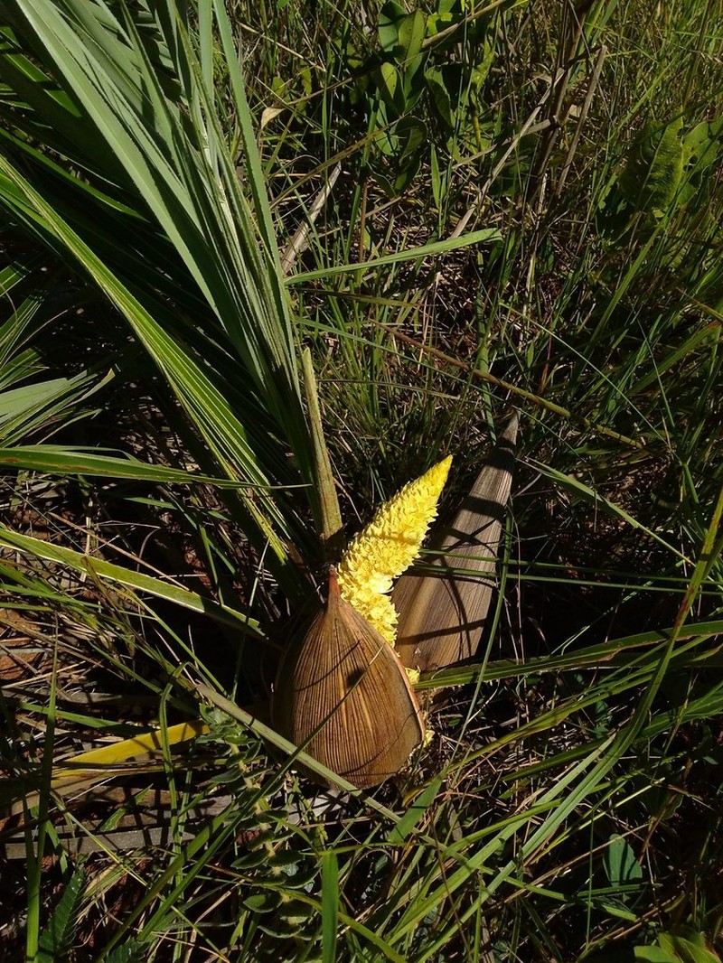 Allagoptera robusta photo 3