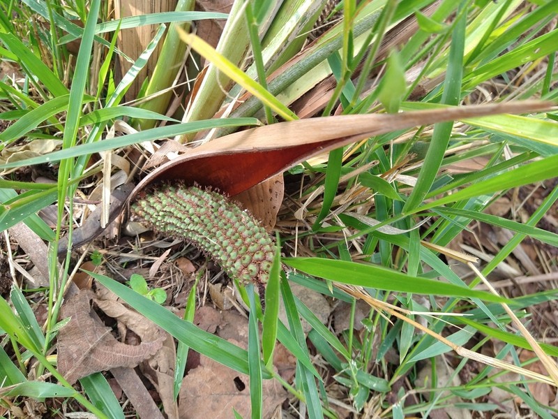 Allagoptera robusta photo 4