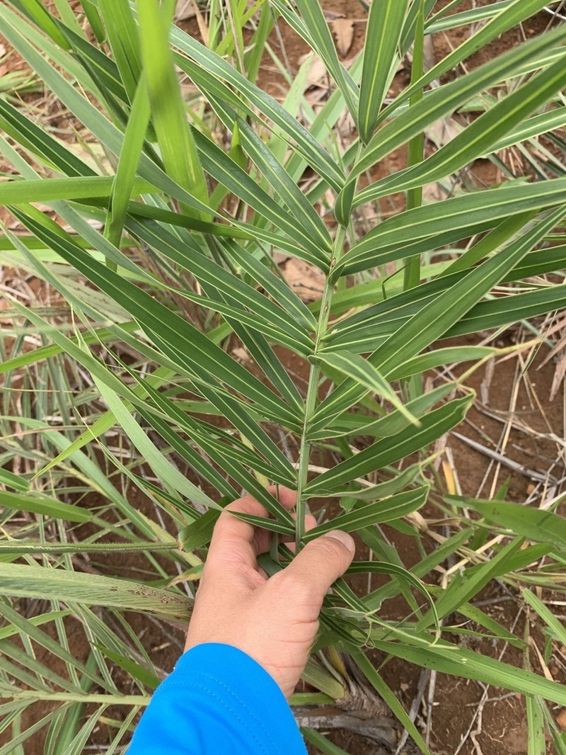 Allagoptera robusta photo 5