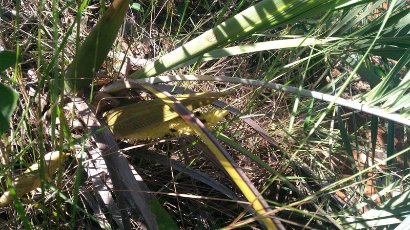 Allagoptera robusta photo 6