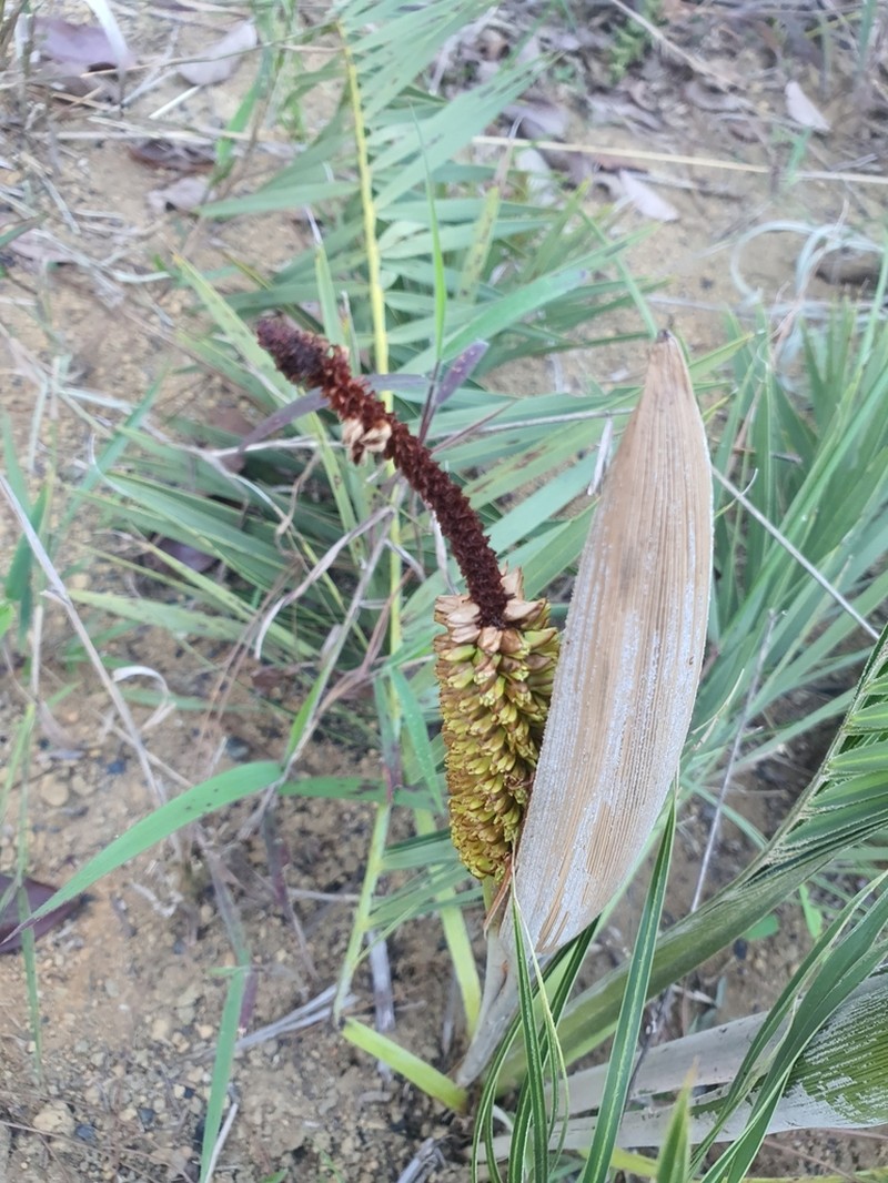 Allagoptera robusta photo 7