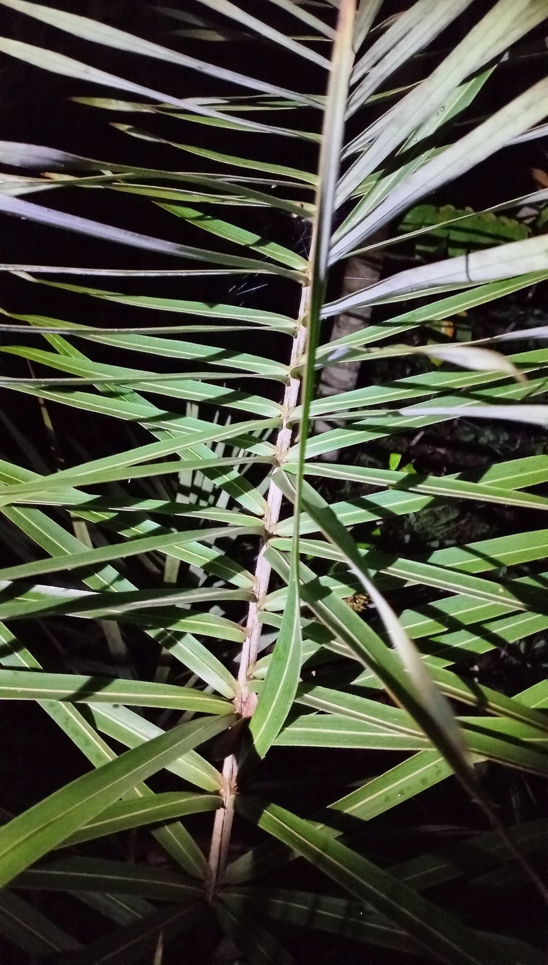 Allagoptera robusta photo 8