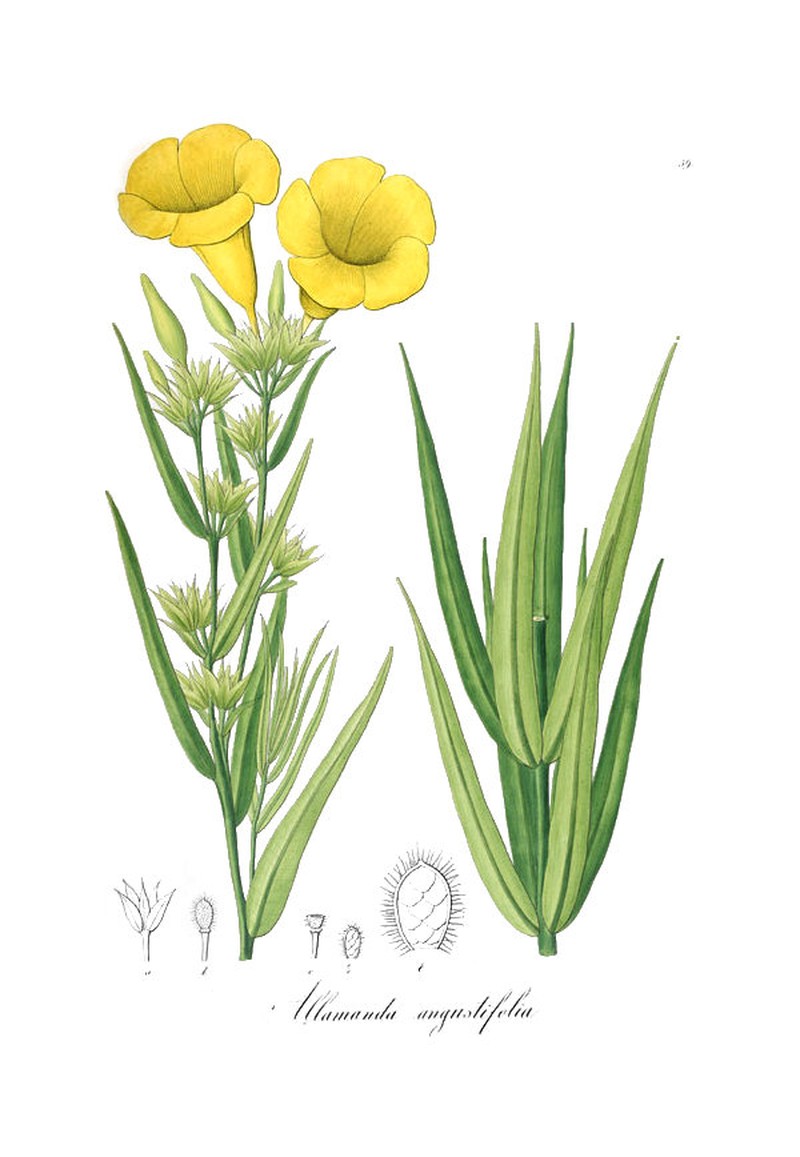 Allamanda angustifolia