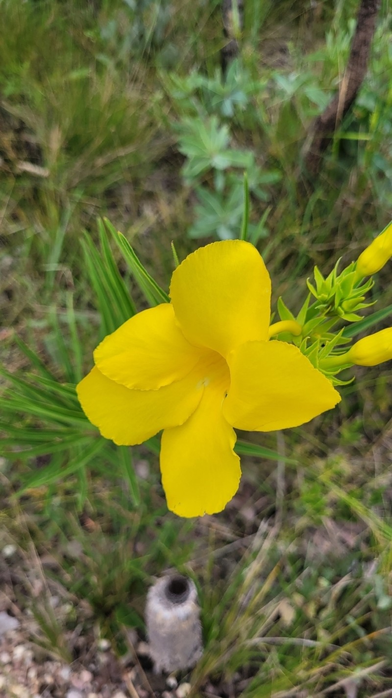 Allamanda angustifolia photo 2