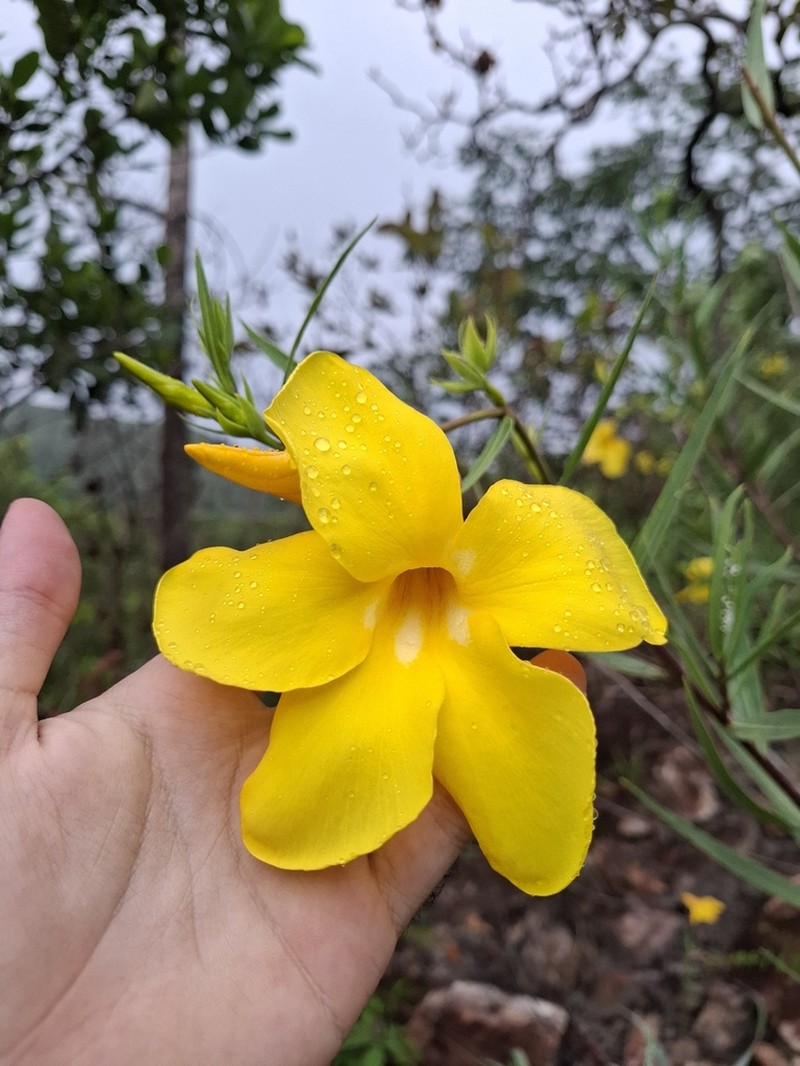 Allamanda angustifolia photo 3