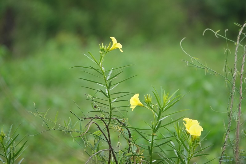 Allamanda angustifolia photo 4