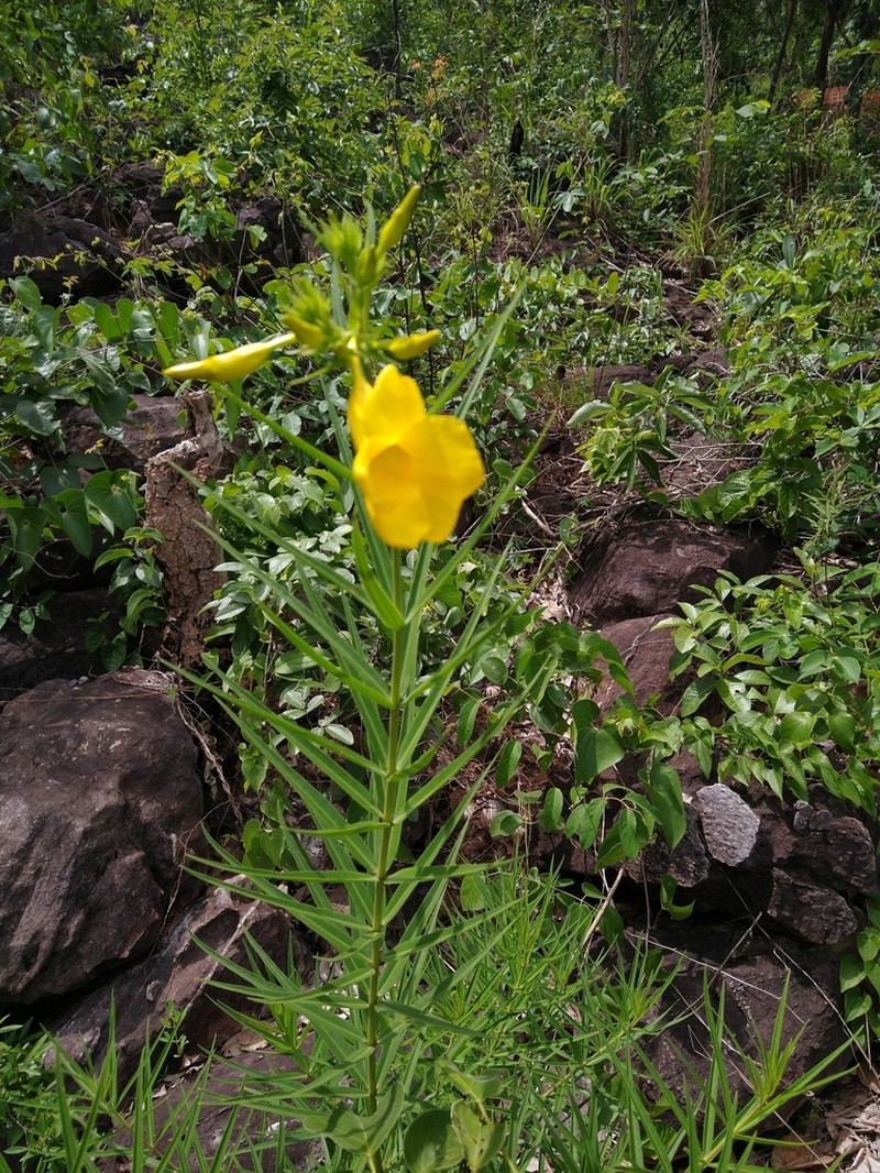 Allamanda angustifolia photo 5