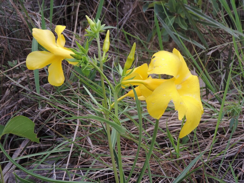 Allamanda angustifolia photo 6