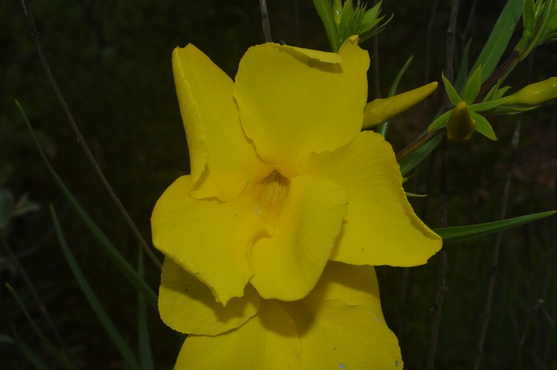 Allamanda angustifolia photo 7