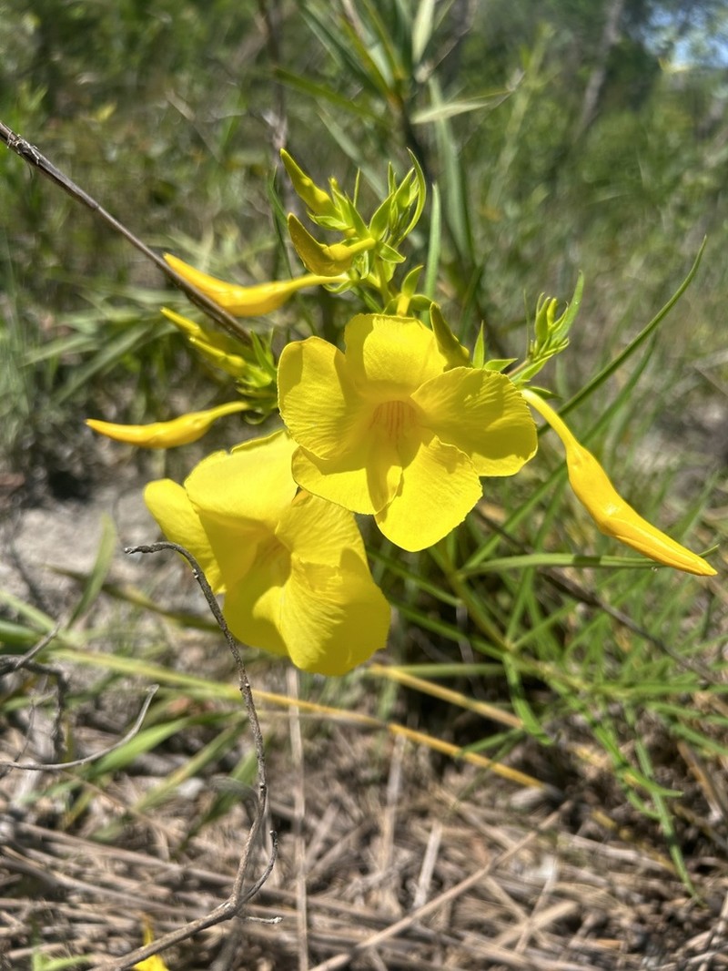 Allamanda angustifolia photo 8