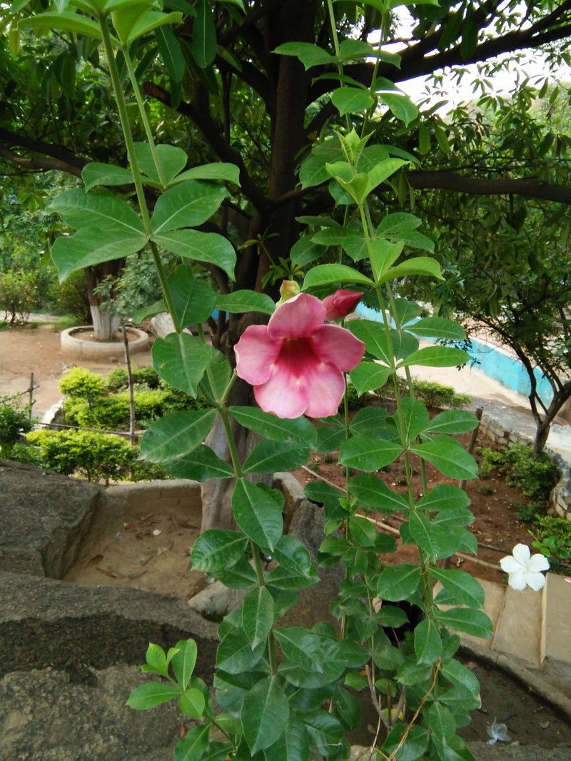 Purple Allamanda photo 2
