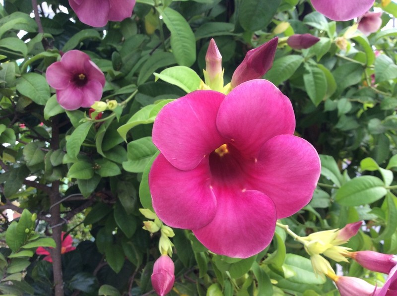 Purple Allamanda photo 3
