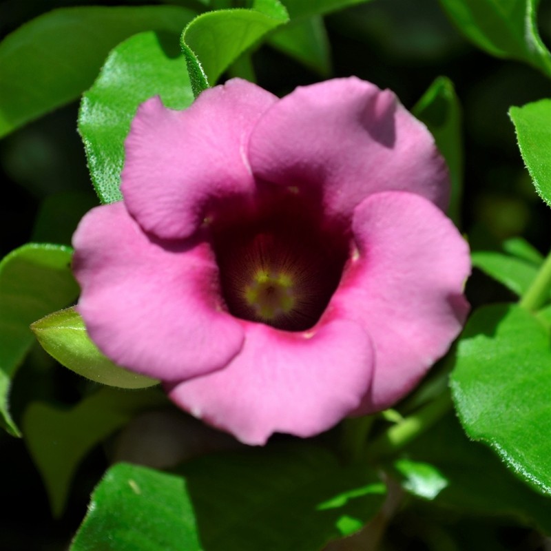 Purple Allamanda photo 4
