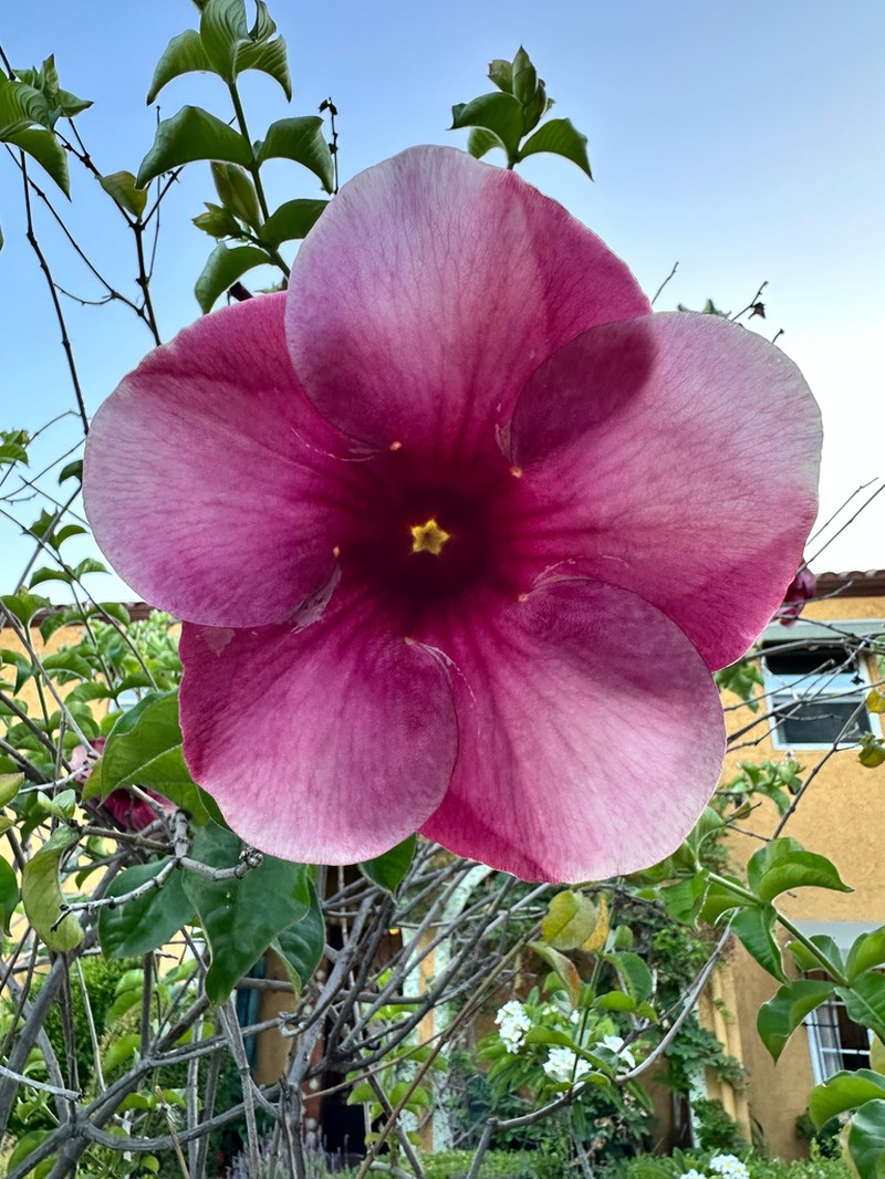 Purple Allamanda photo 5