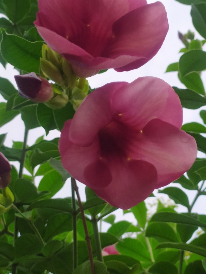Purple Allamanda photo 6