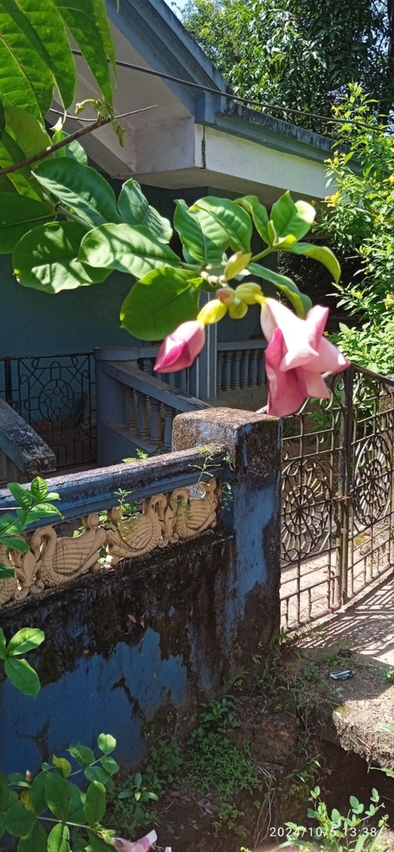 Purple Allamanda photo 7
