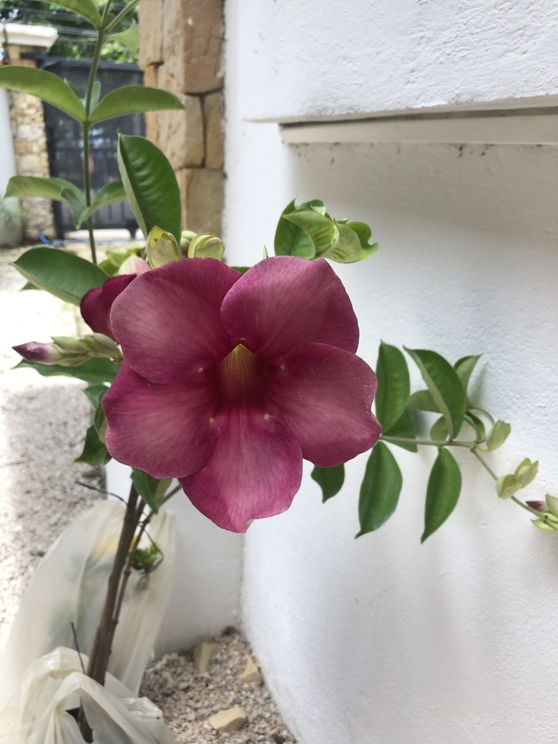 Purple Allamanda photo 8