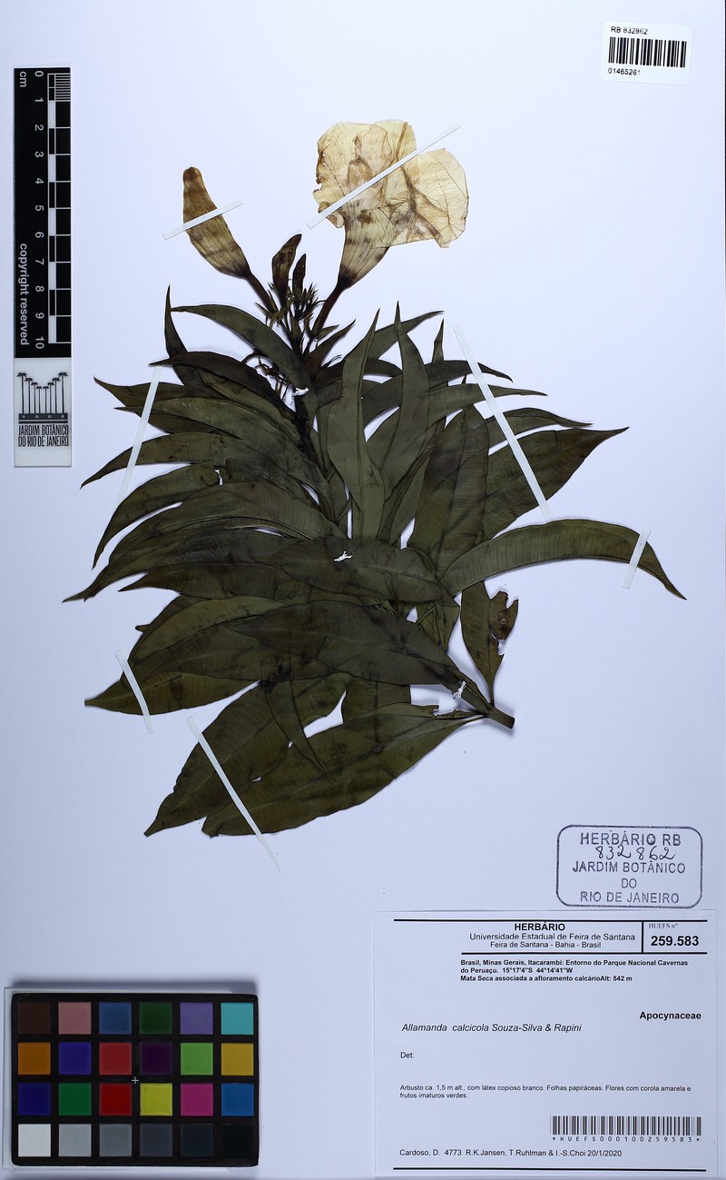 Allamanda calcicola photo 3