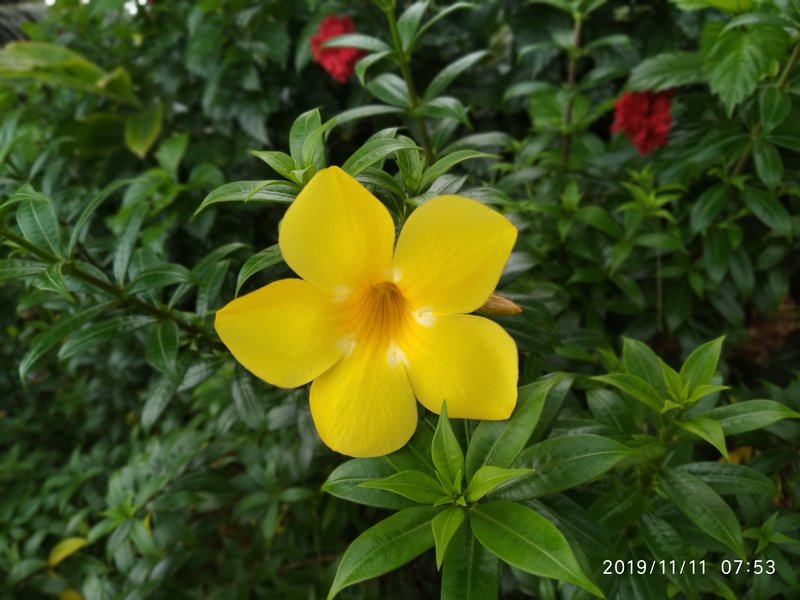 Golden Trumpet photo 2