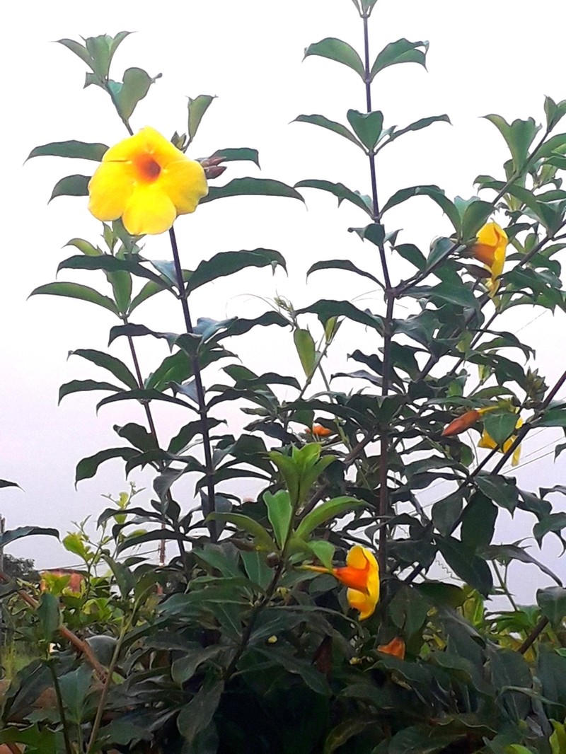 Golden Trumpet photo 3