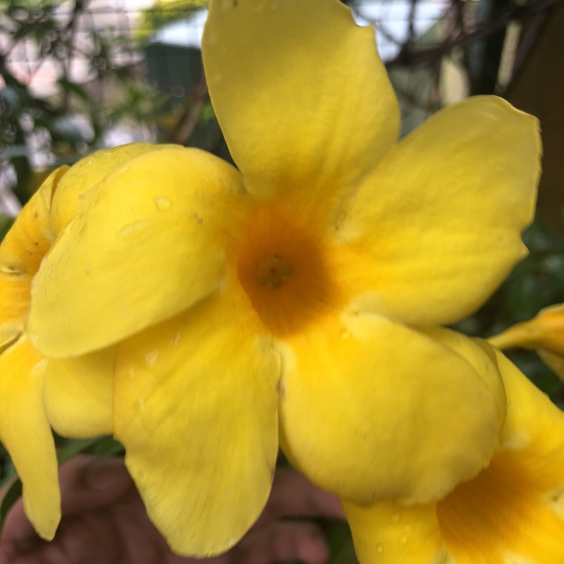 Golden Trumpet photo 4