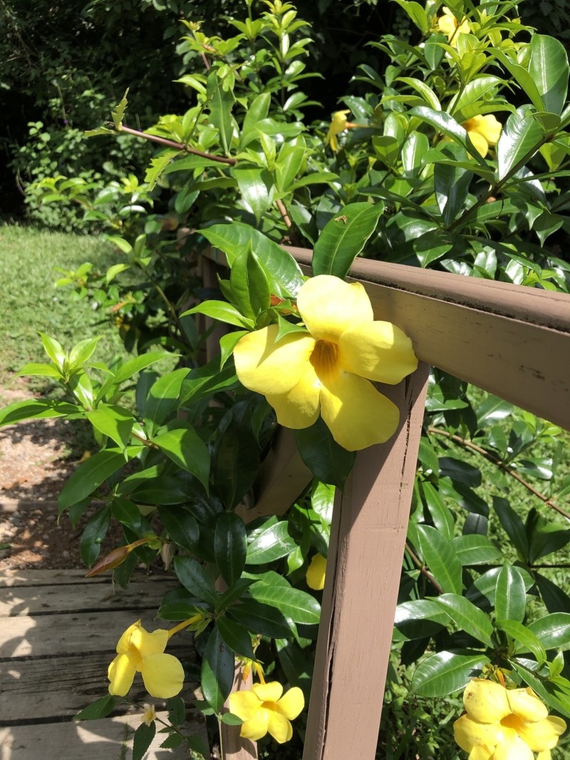 Golden Trumpet photo 5