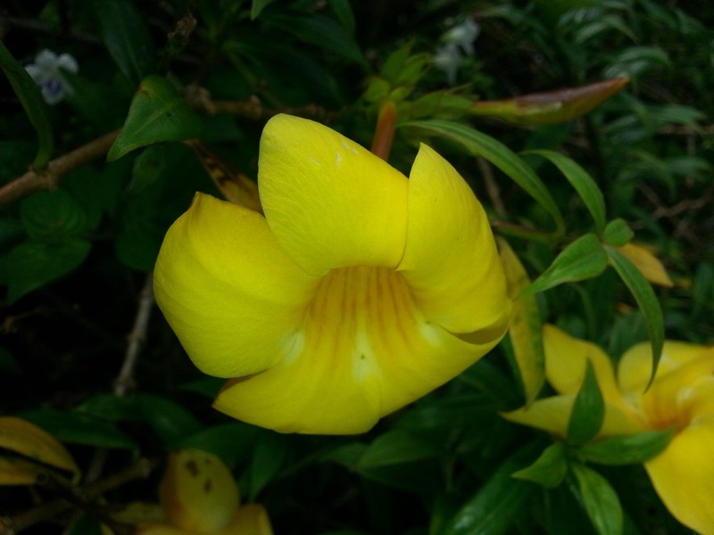 Golden Trumpet photo 6