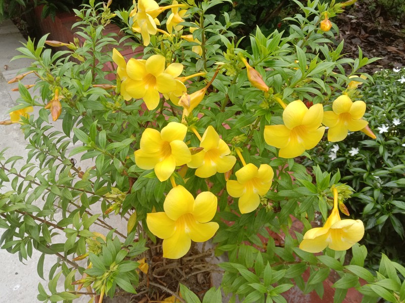 Allamanda hendersonii
