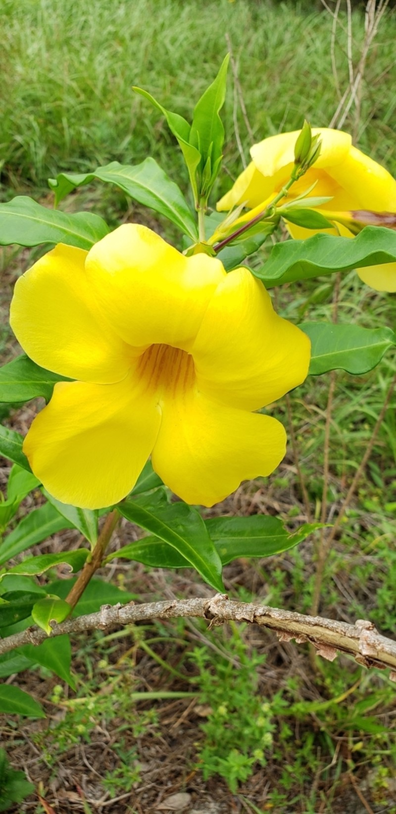 Allamanda hendersonii photo 8