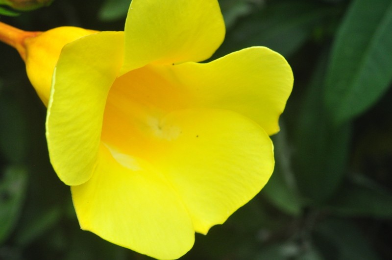 Allamanda doniana