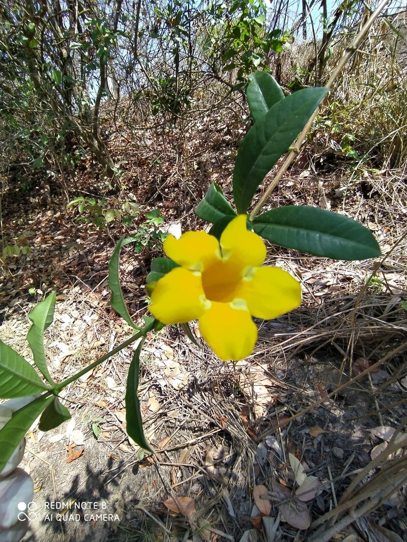 Allamanda doniana photo 2