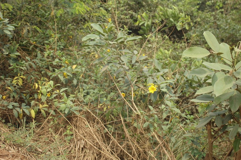 Allamanda doniana photo 3