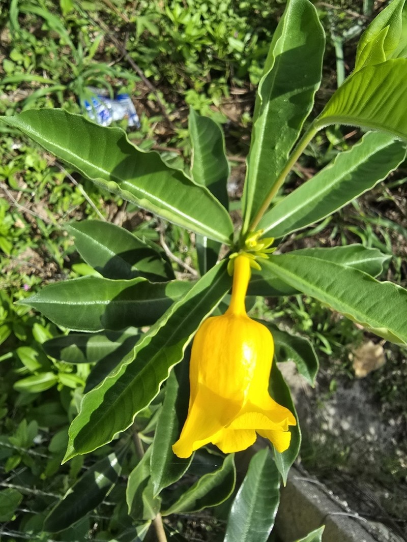 Allamanda doniana photo 4