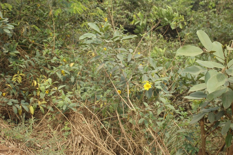 Allamanda doniana photo 6