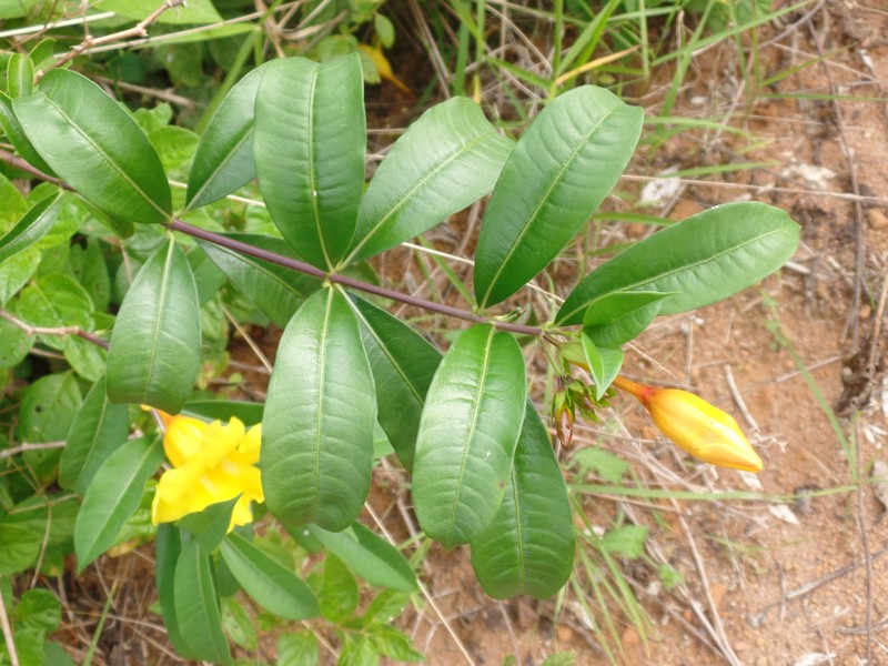Allamanda doniana photo 7