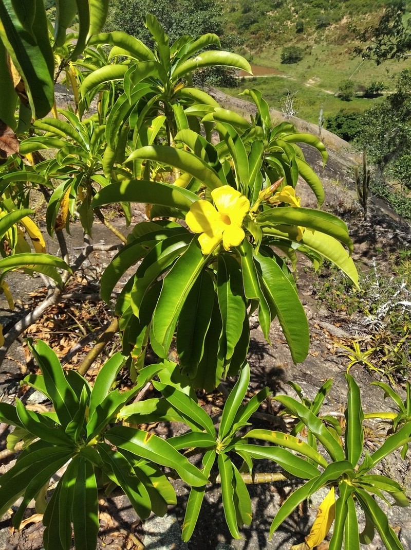 Allamanda laevis