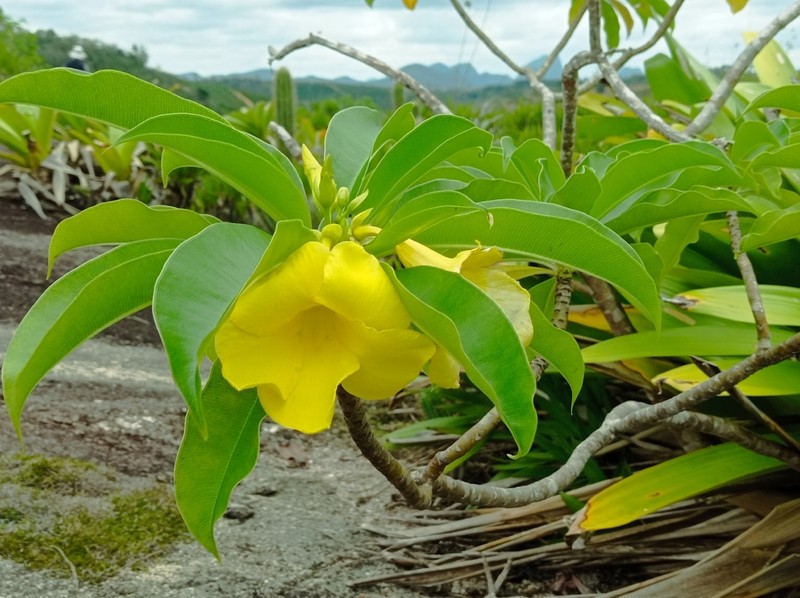 Allamanda laevis photo 2