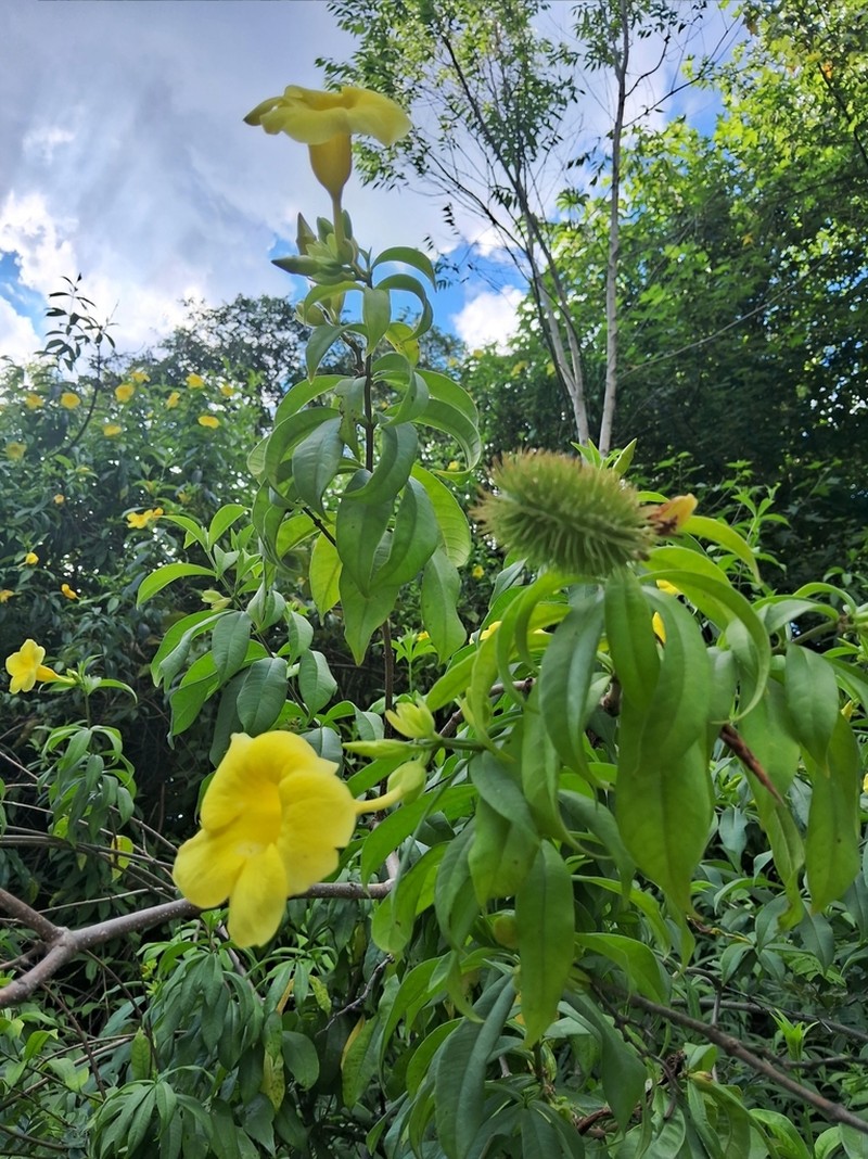 Allamanda martii