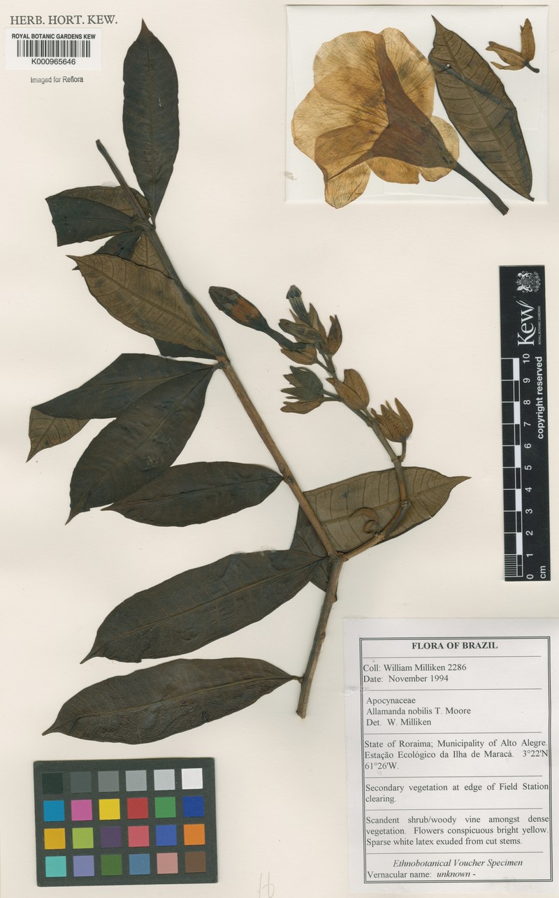 Allamanda nobilis