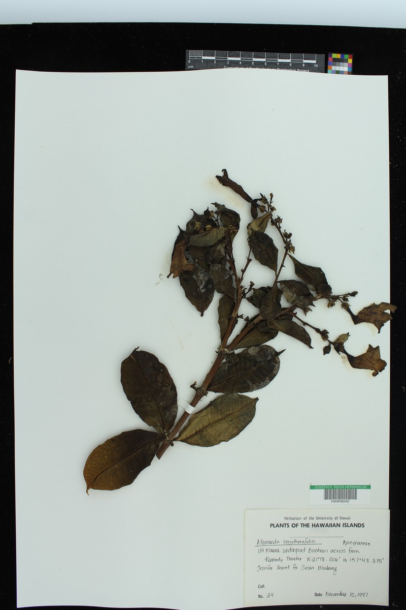 Allamanda oenotherifolia photo 2