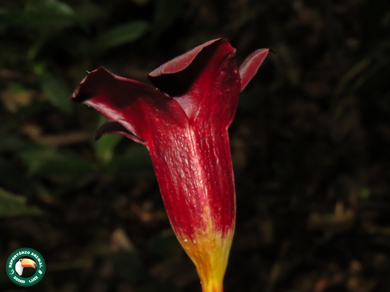 Allamanda polyantha photo 2