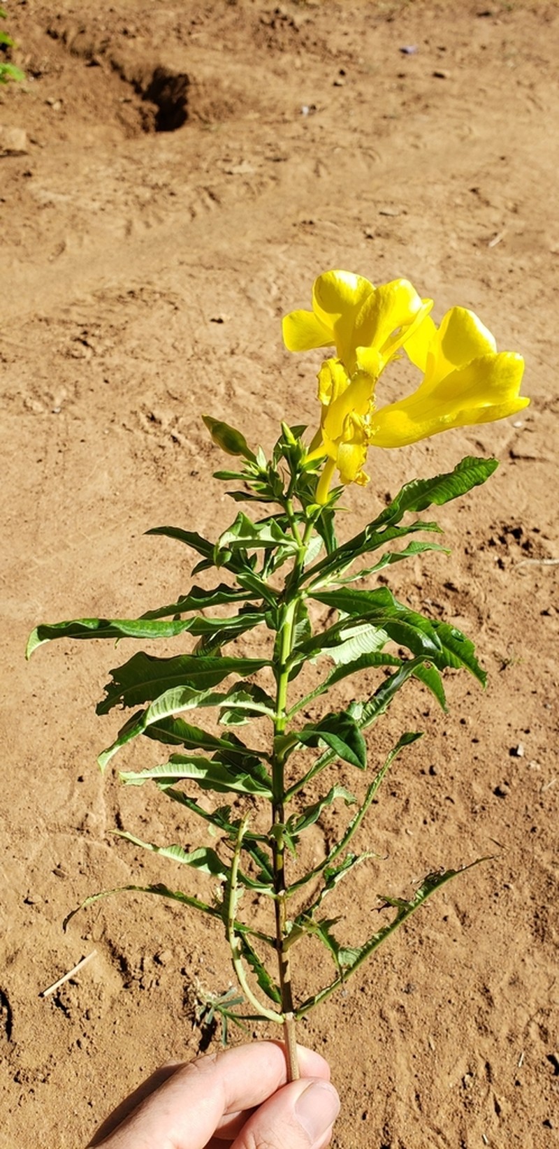 Allamanda puberula