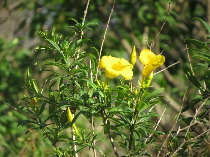 Allamanda puberula photo 2