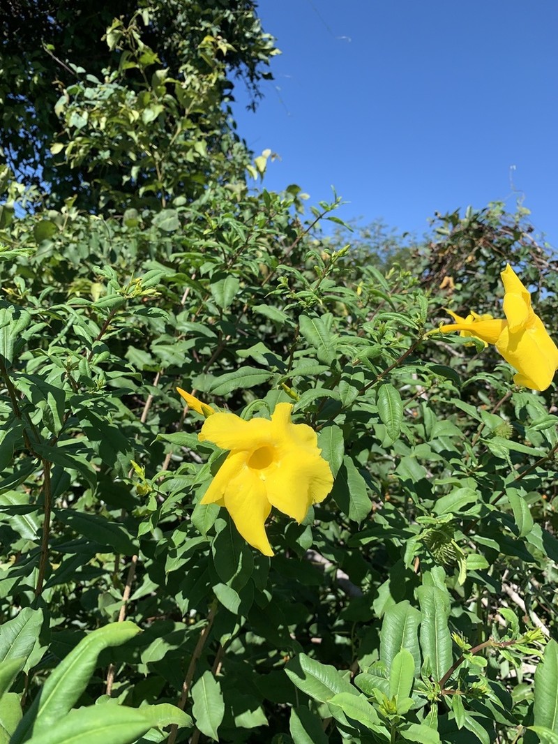Allamanda puberula photo 3